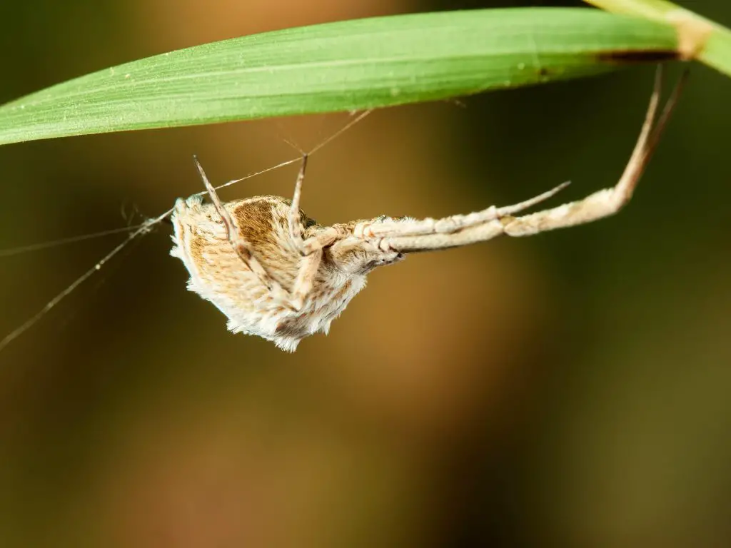 are there any spiders without venom?