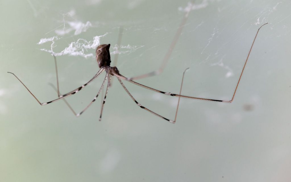 What Are the Spiders With Long Legs?