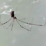 What Are the Spiders With Long Legs?