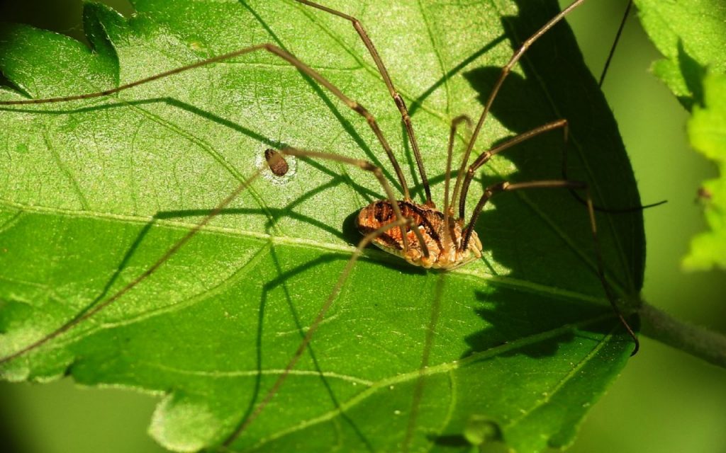 Are Harvestmen Spiders Poisonous?