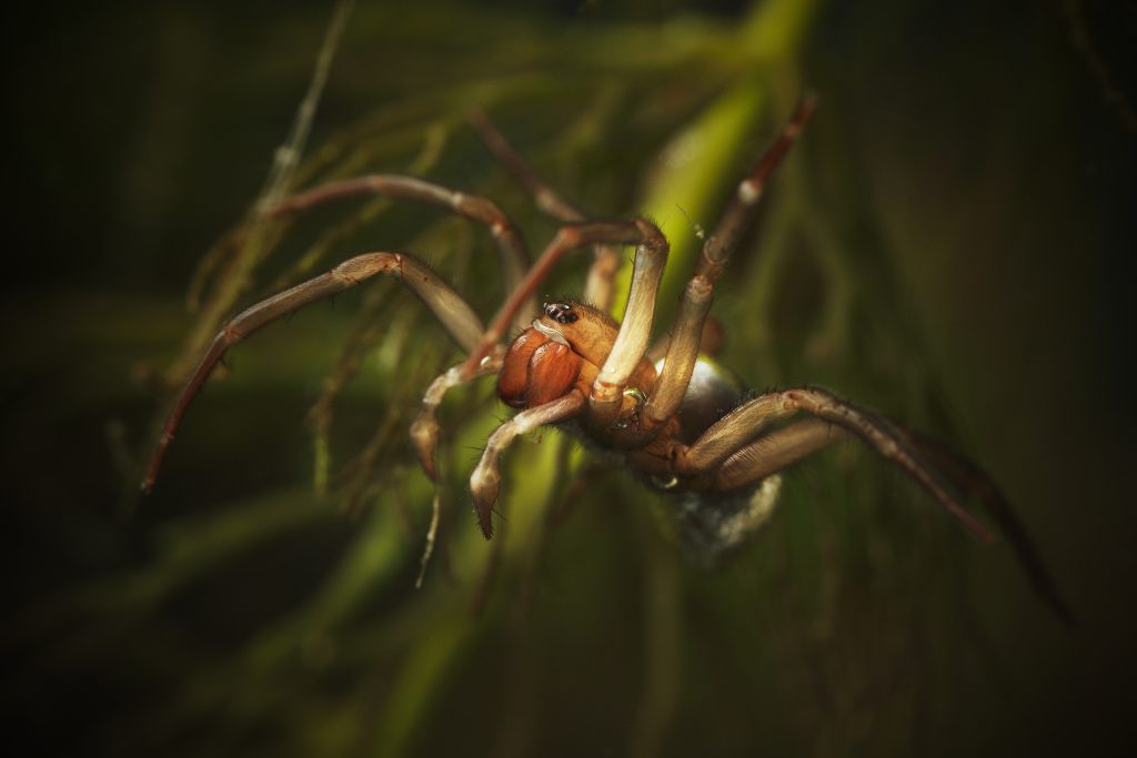 Can Spiders go underwater?