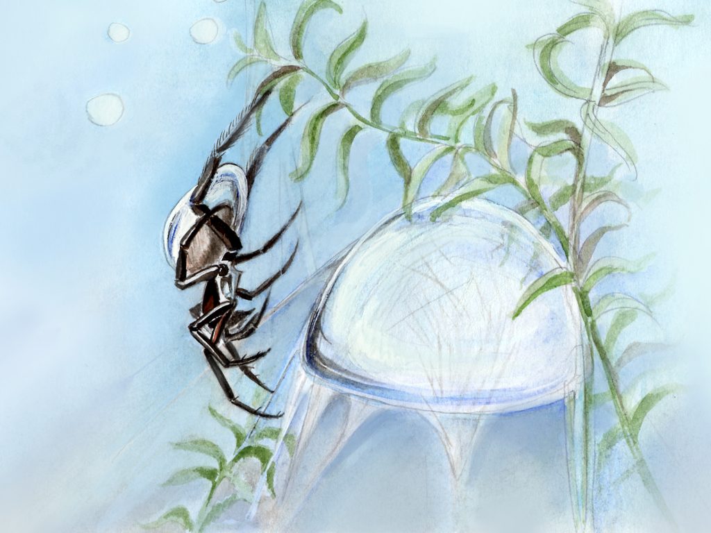 Can Spiders go underwater?