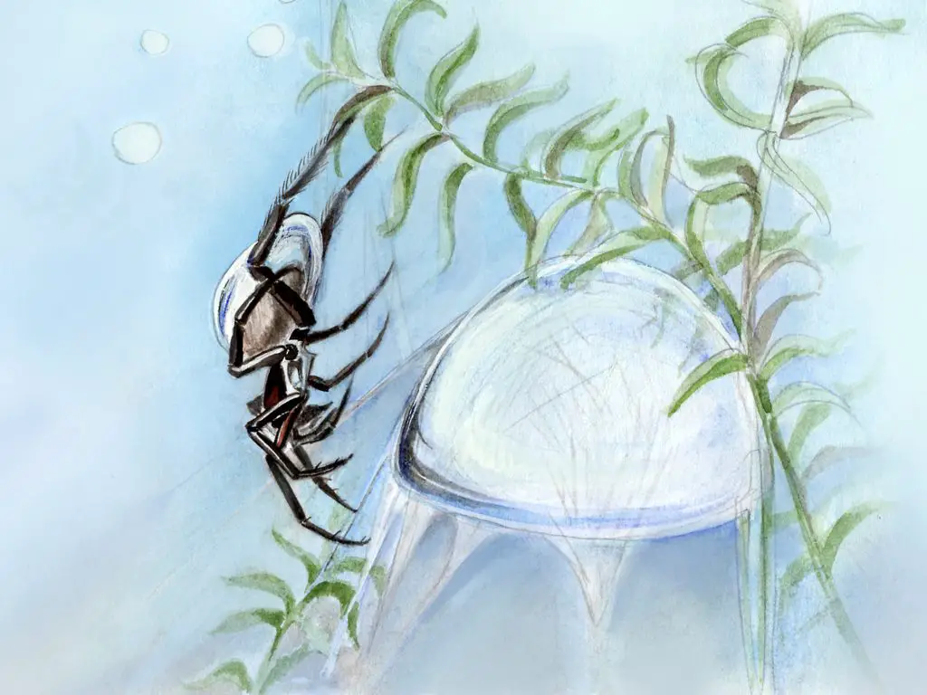 diving bell spider