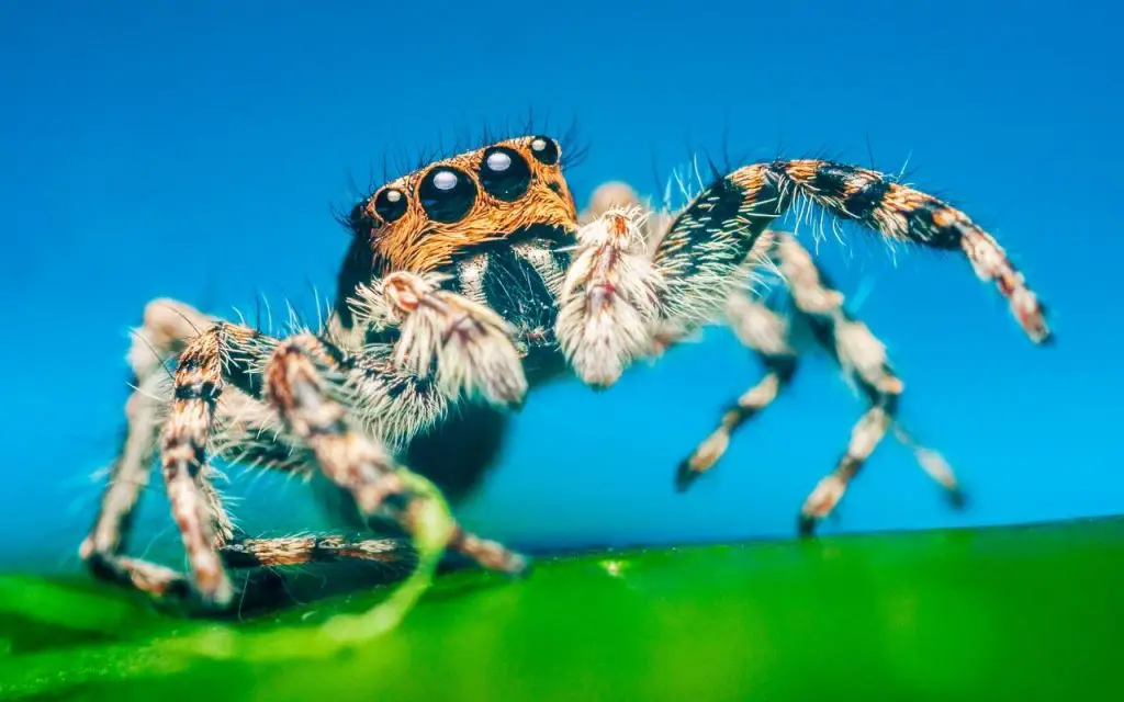 Female Gray Wall Jumper (Menemerus Bivittatus)