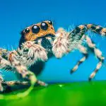 Do Jumping Spiders eat other spiders?