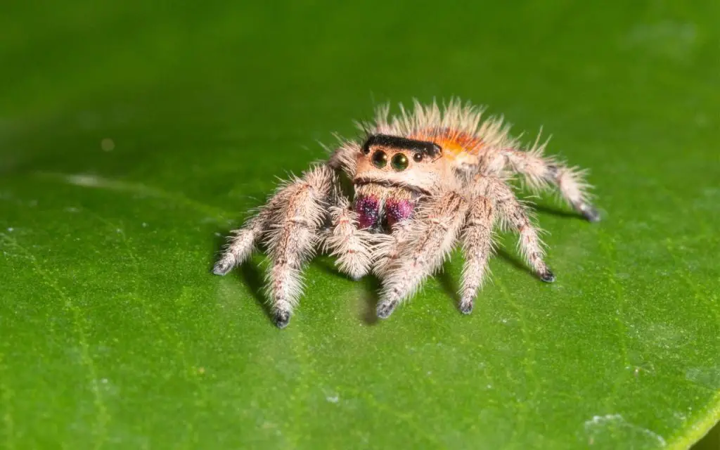 Female Regal Jumping Spider (Phiddipus regius)