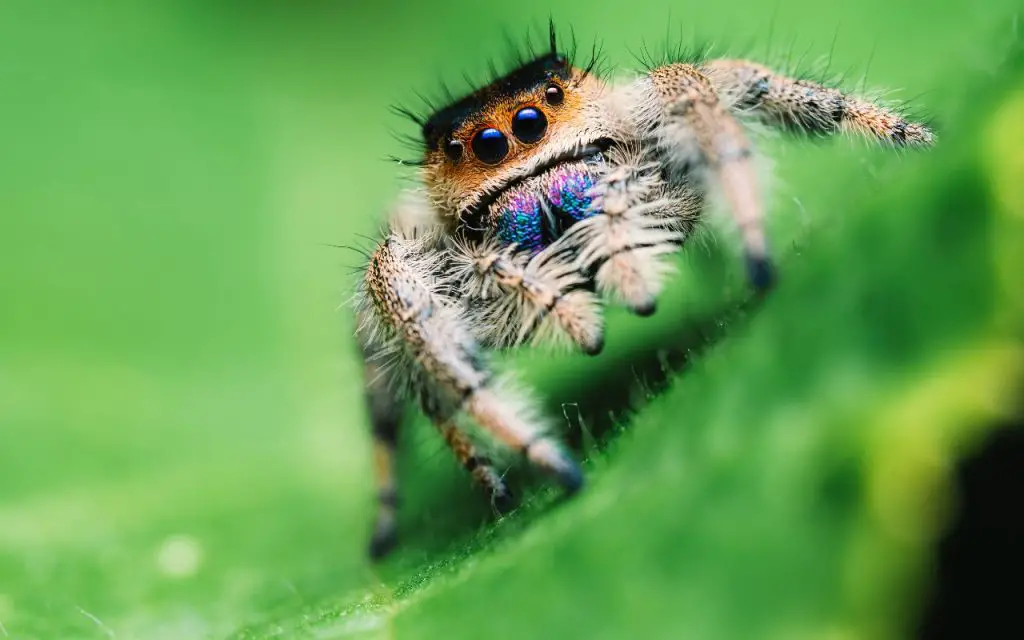 Female Regal Jumping Spider (Phiddipus regius) close up