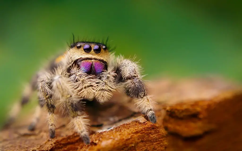 Female Regal Jumping Spider (Phiddipus regius) on a log