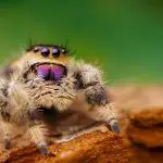 Are Jumping Spiders nocturnal?
