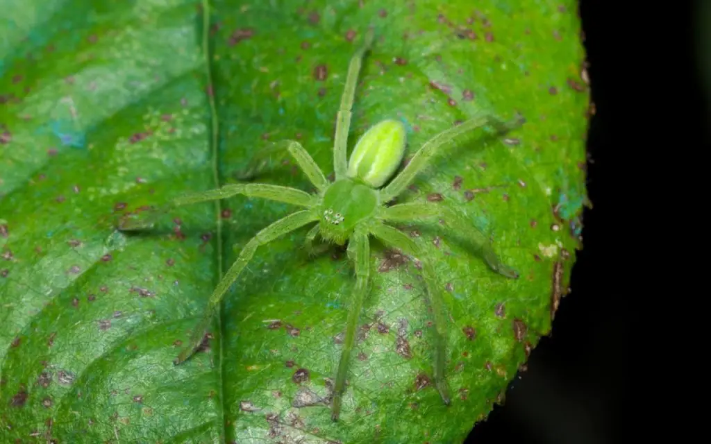 How long do huntsman spiders live for?