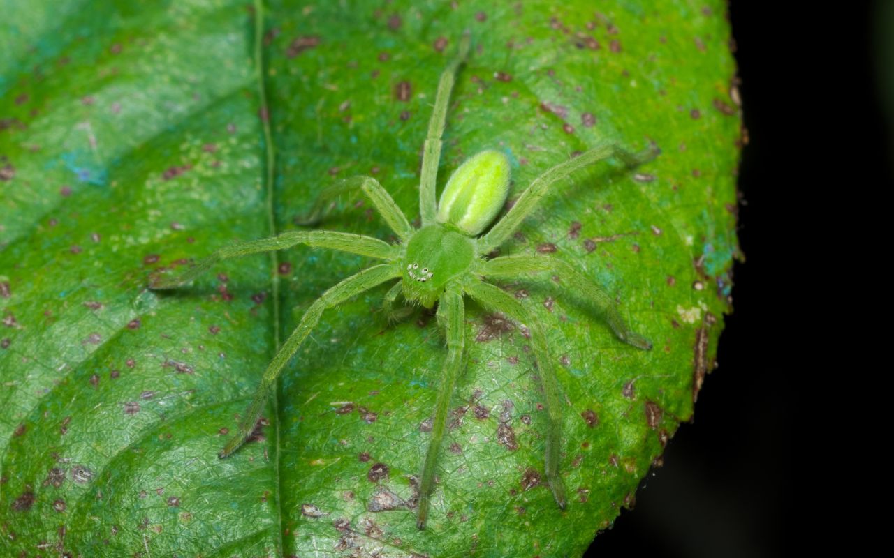 How long do Huntsman Spiders live for? The Spider Blog