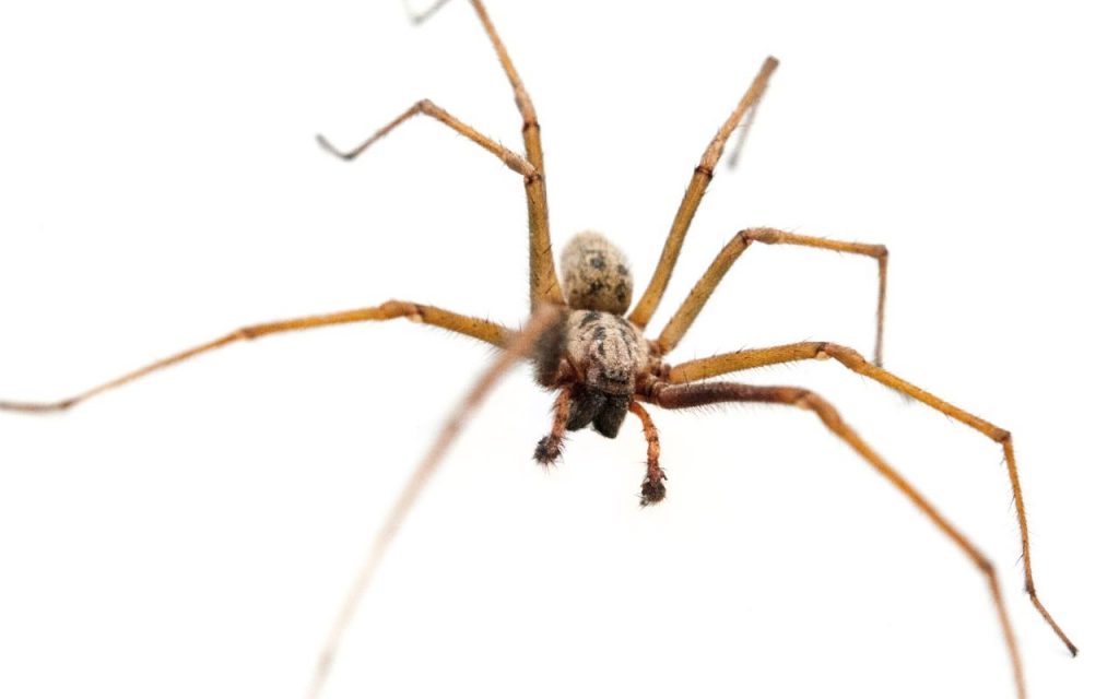 rare uk spiders