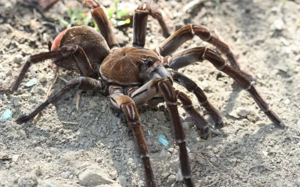 where does the Goliath Tarantula live?