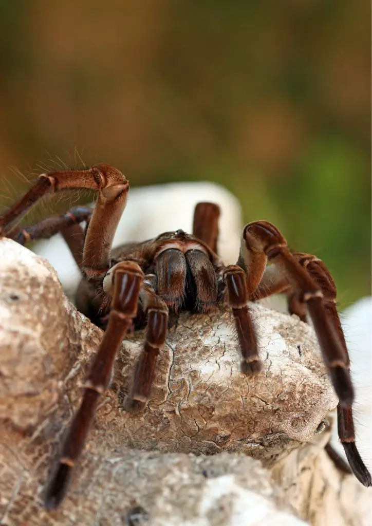 goliath bird eating spider care