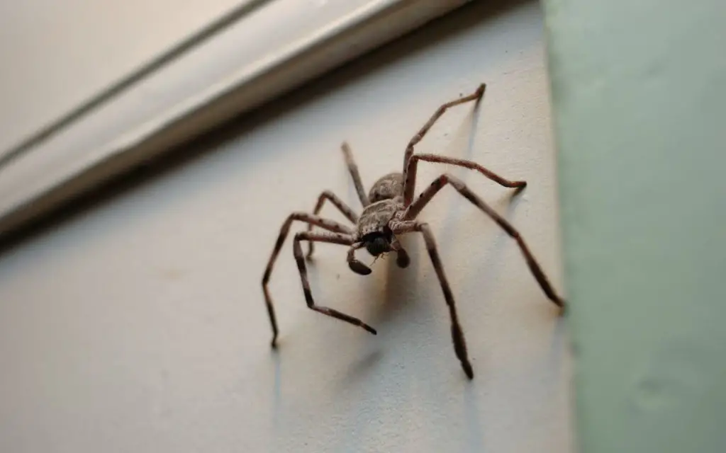 How long do huntsman spiders live for?