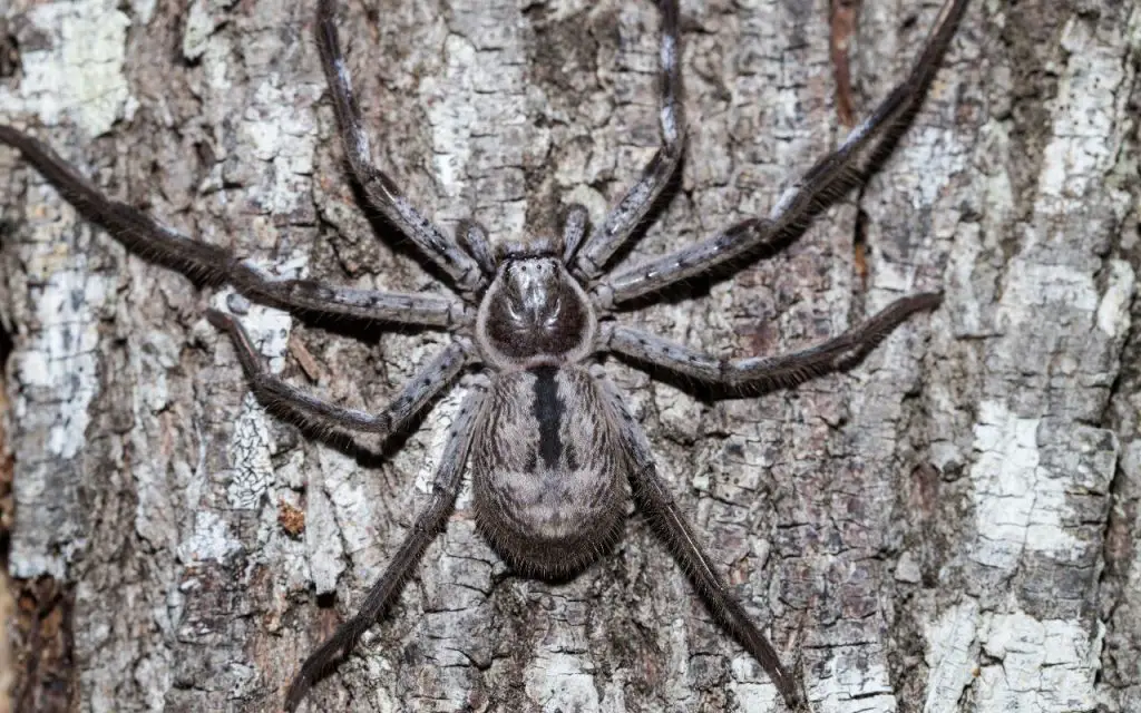 How long do huntsman spiders live for?