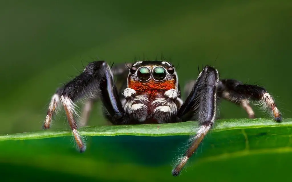 Jumping spider vs. black widow