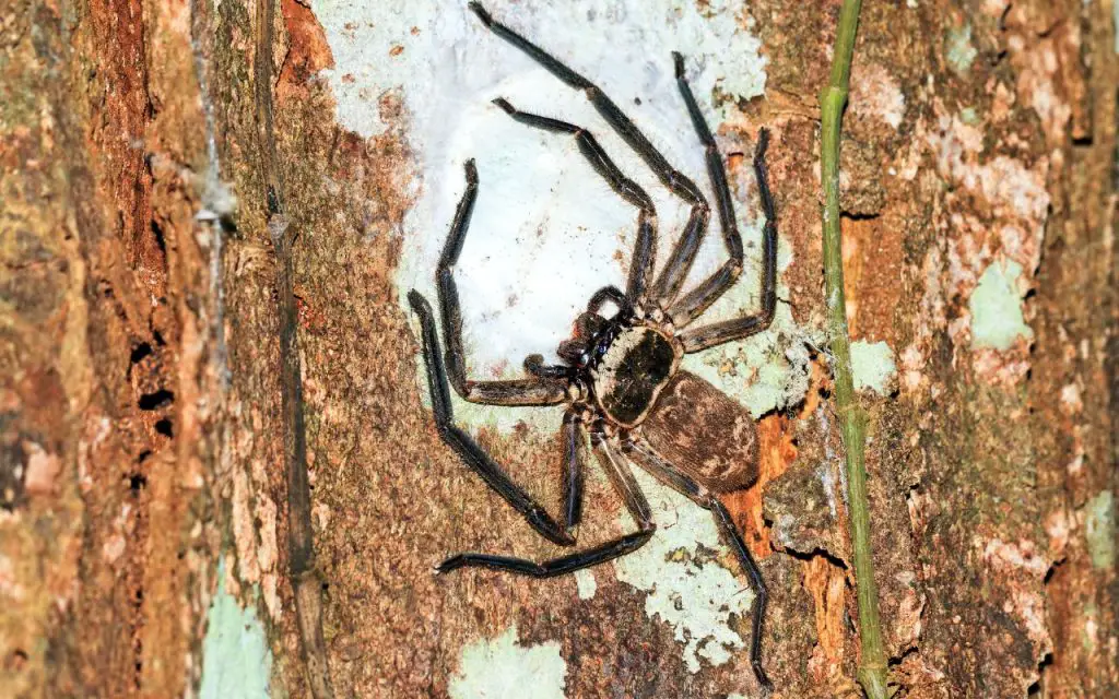 How long do huntsman spiders live for?