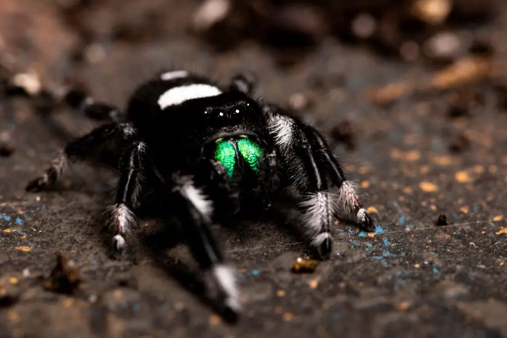 Regal Jumping Spider care