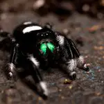 Where Do Regal Jumping Spiders Live? (and other facts)