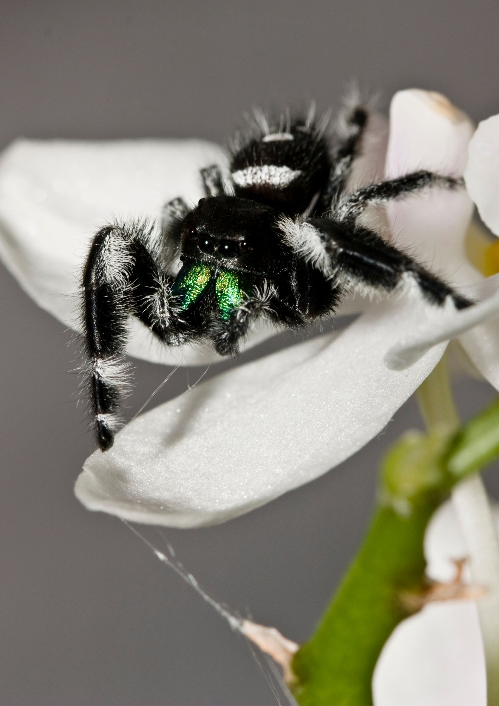 Where do Regal Jumping Spiders live?