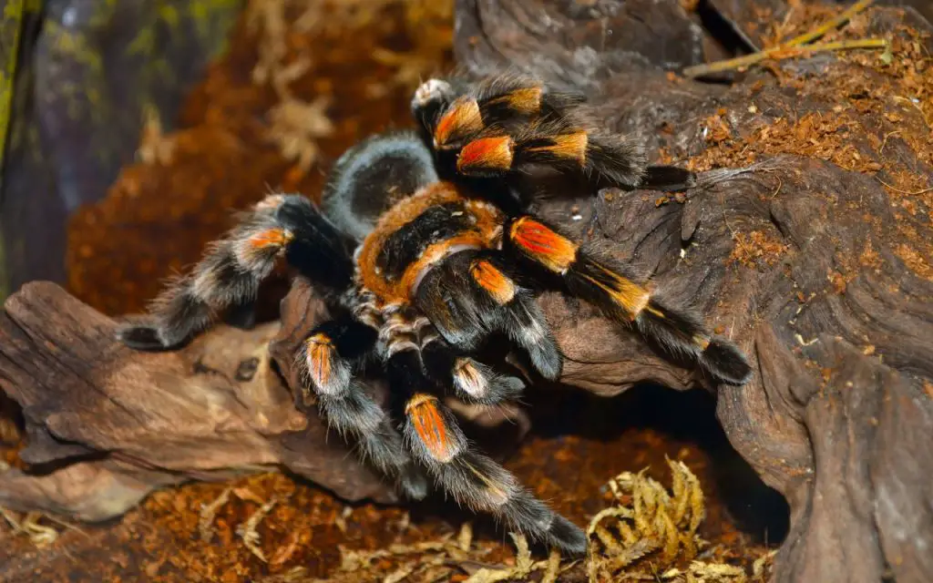 how do tarantulas reproduce?