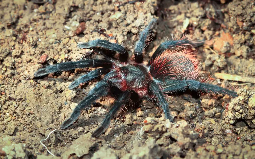 Mexican Red Rump Tarantula