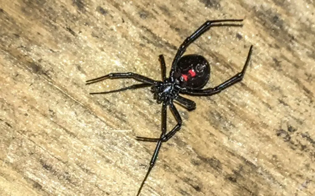 What does a black widow bite look like?