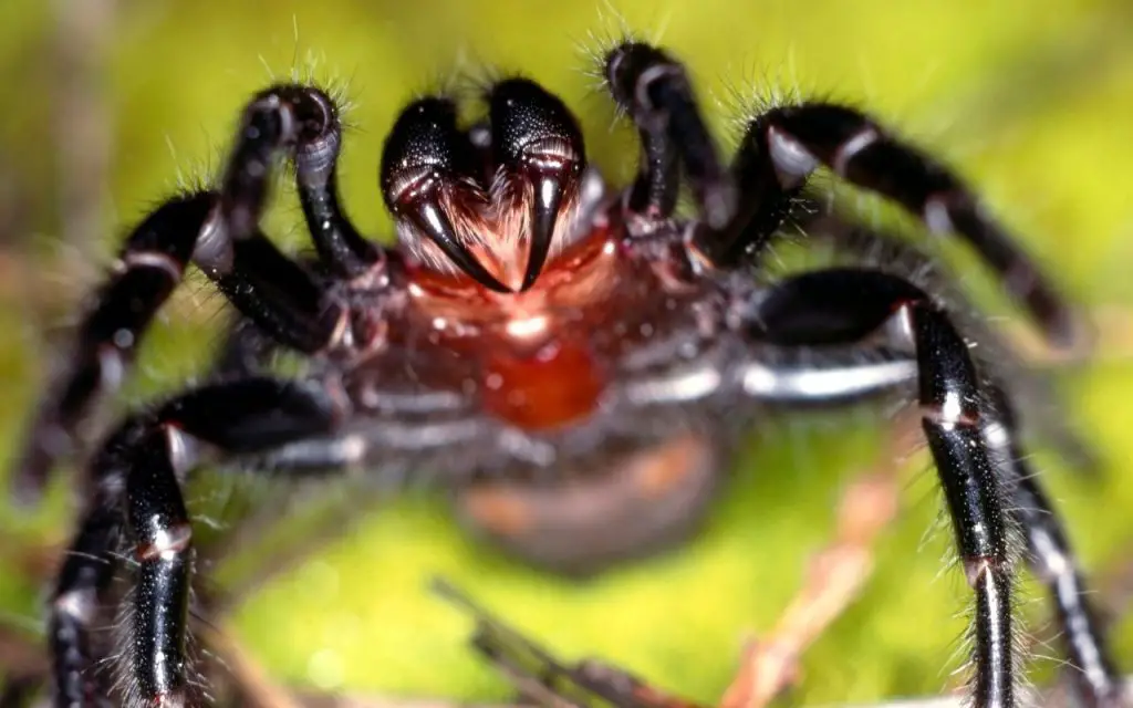 World's deadliest spiders