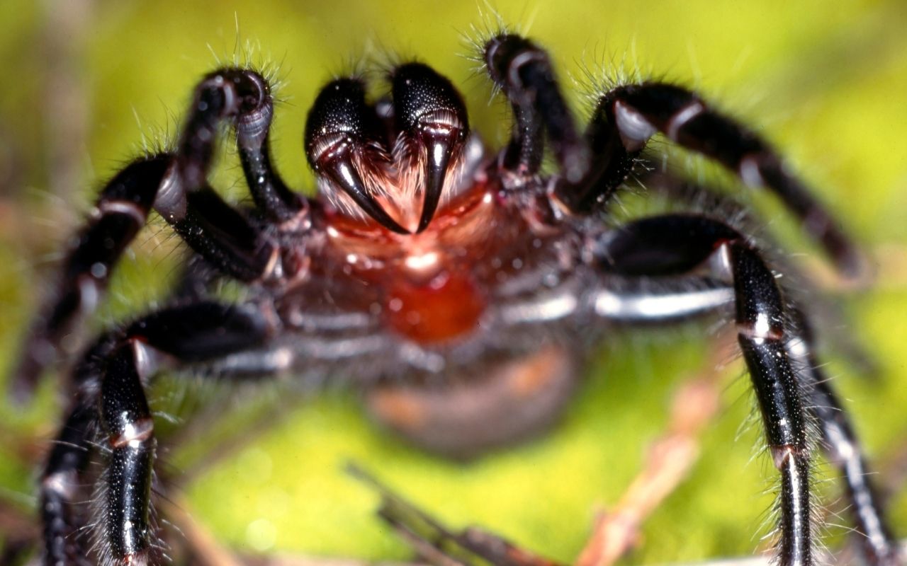 What are the world’s deadliest spiders? The Spider Blog