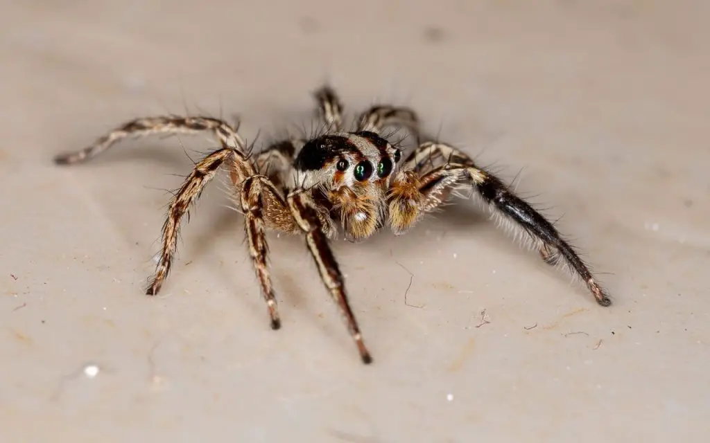 Do jumping spiders eat other spiders?