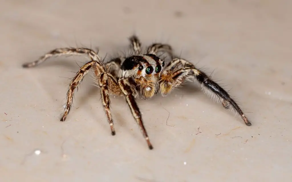 Where do jumping spiders live in the us?