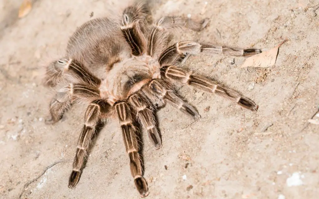 Pink Zebra Tarantula (Eupalaestrus campestratus)