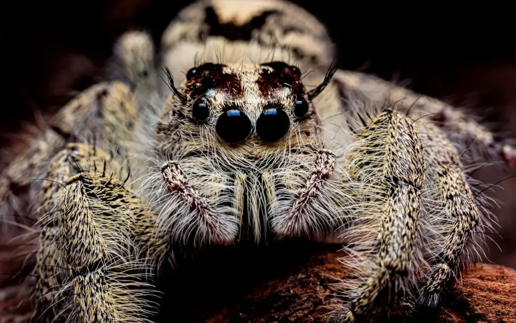 are jumping spiders communal?