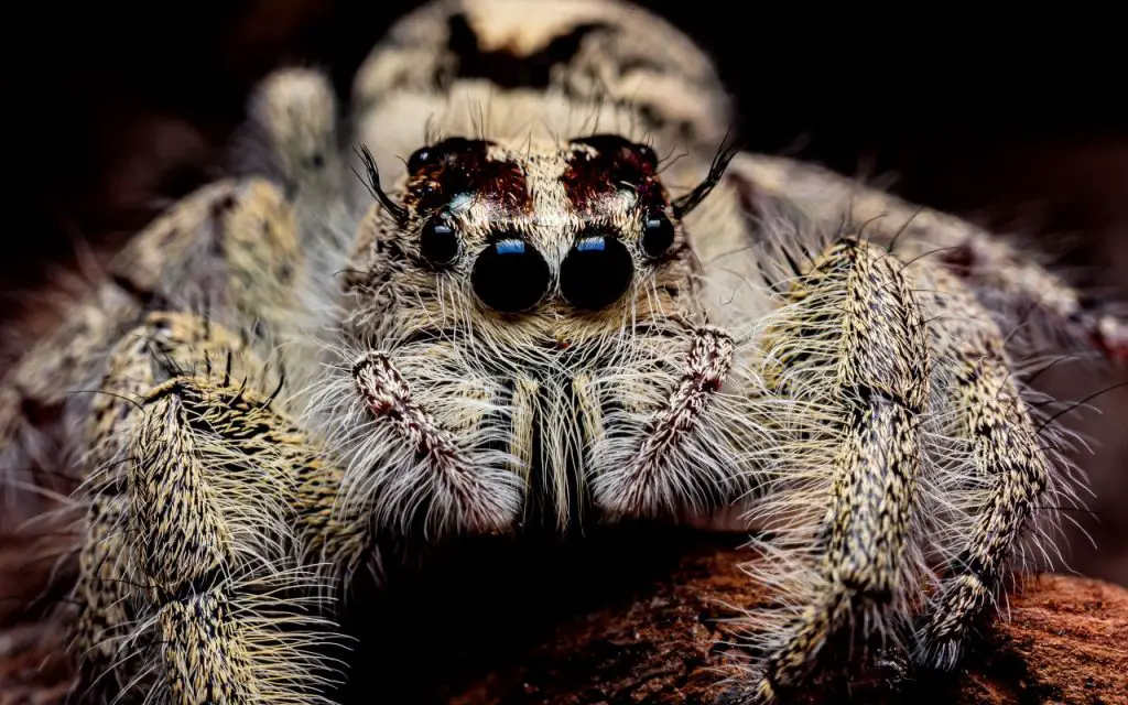 Can jumping spiders eat ants?