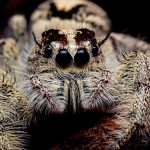 Where Do Jumping Spiders Live in the US?