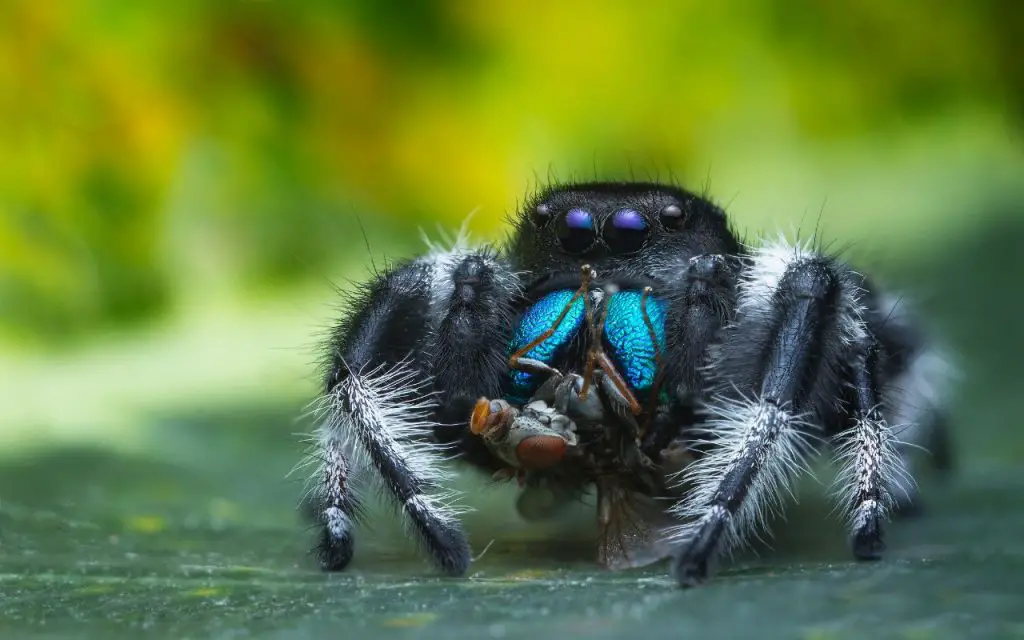 Regal Jumping Spider (Phiddipus regius) feeding