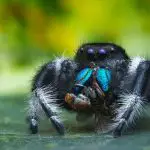 Regal Jumping Spider (Phiddipus regius) feeding