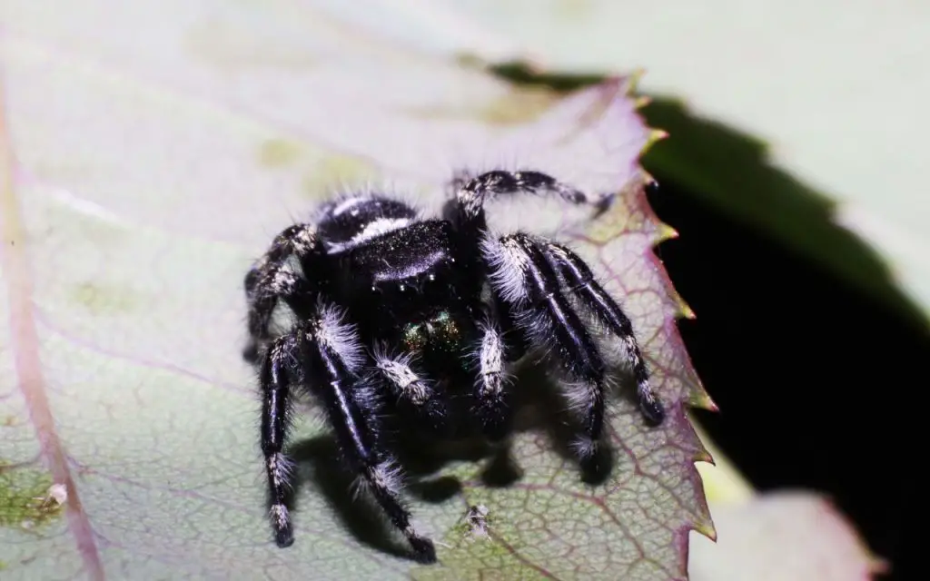 Where do Regal Jumping Spiders live?