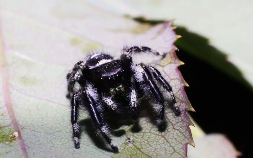 Regal Jumping Spider care