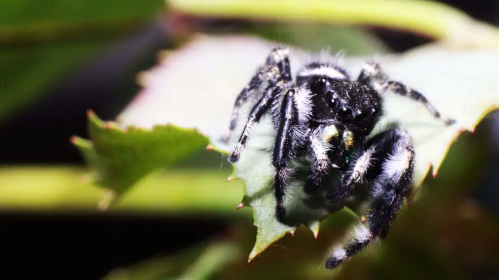Where do Regal Jumping Spiders live?
