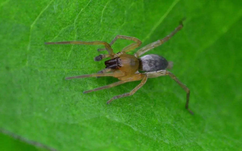 rare uk spiders