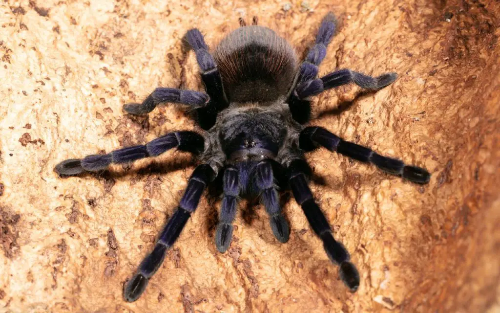 Where do tarantulas live in the world?