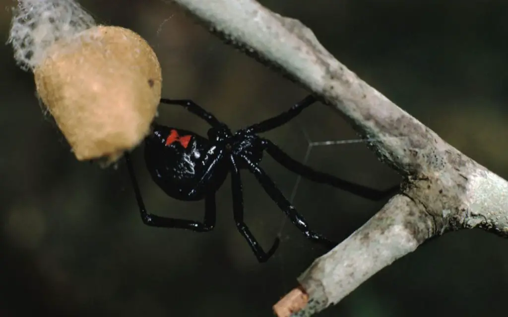 What does a black widow bite look like?