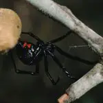 Venomous spiders in Ohio