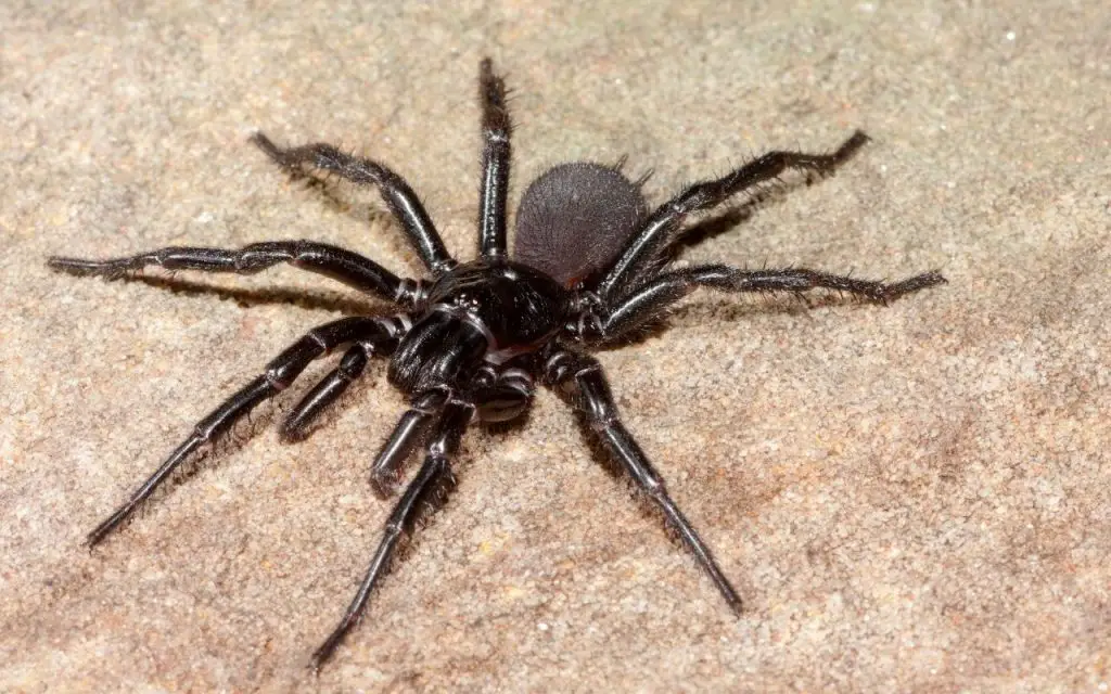 World's deadliest spiders