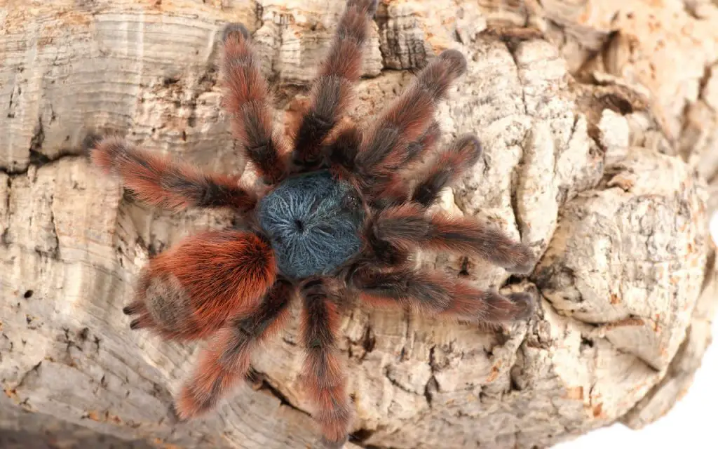 Do tarantulas need heat mats?