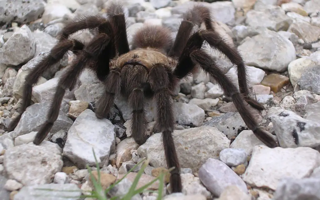 Venomous Spiders in Texas