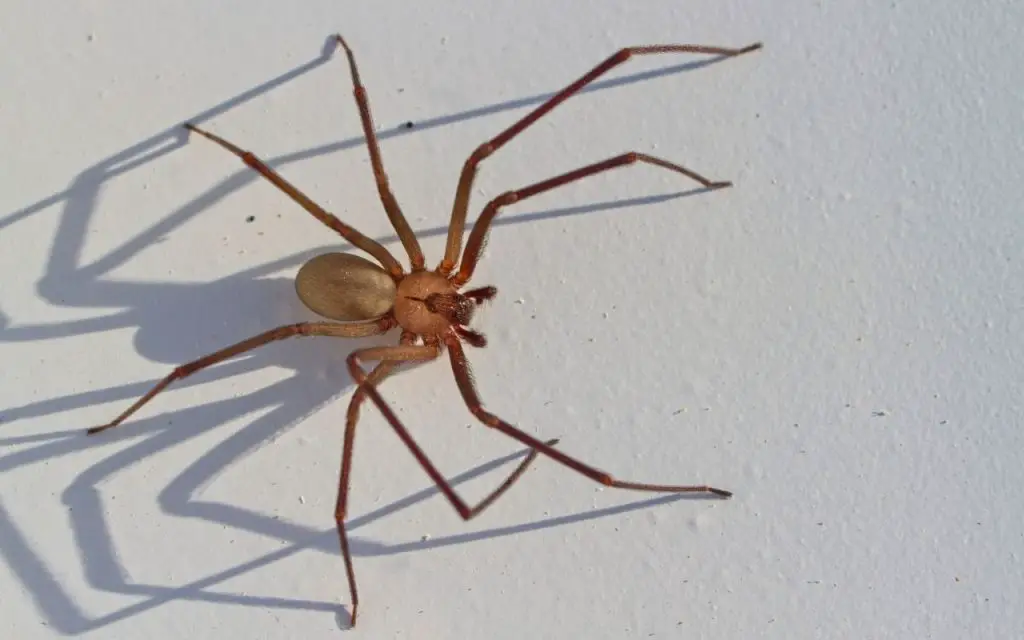 How fast are Brown Recluse Spiders?