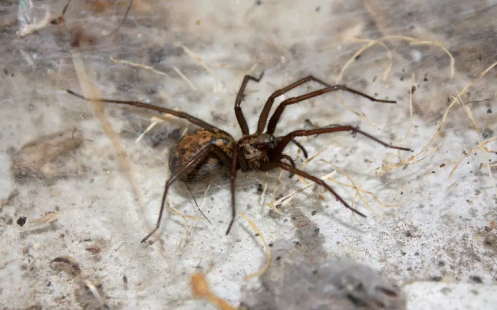 spiders mistaken for brown recluse